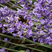 Écrire les sens au jardin : le toucher