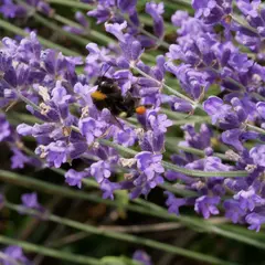 Écrire les sens au jardin : le toucher
