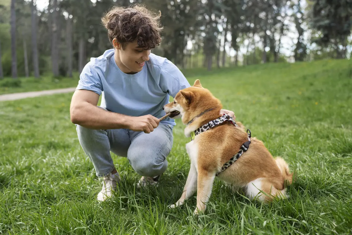 Éducation canine : comment dresser votre chien efficacement ?