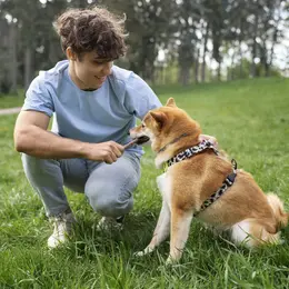 Éducation canine : comment dresser votre chien efficacement ?