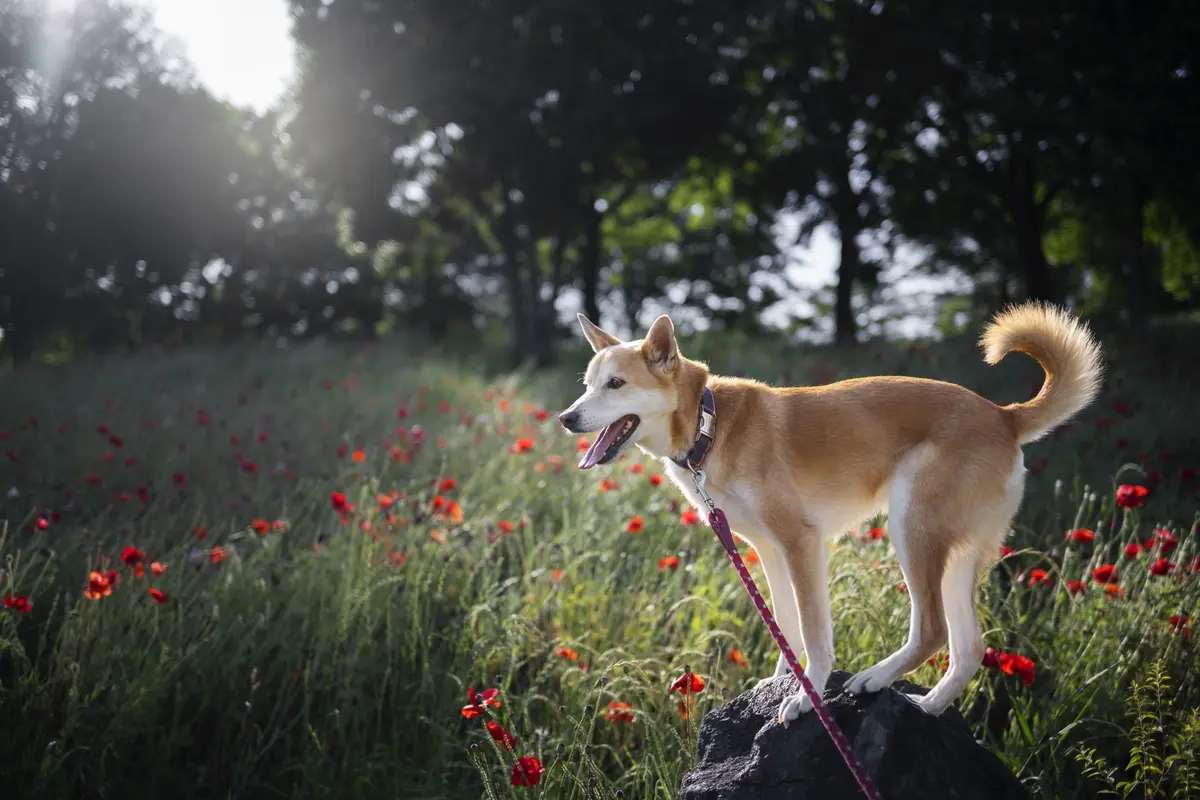 Éducation canine : comment dresser votre chien efficacement ?