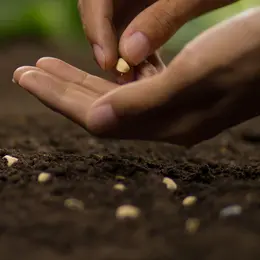 La récolte des graines : techniques et pratiques