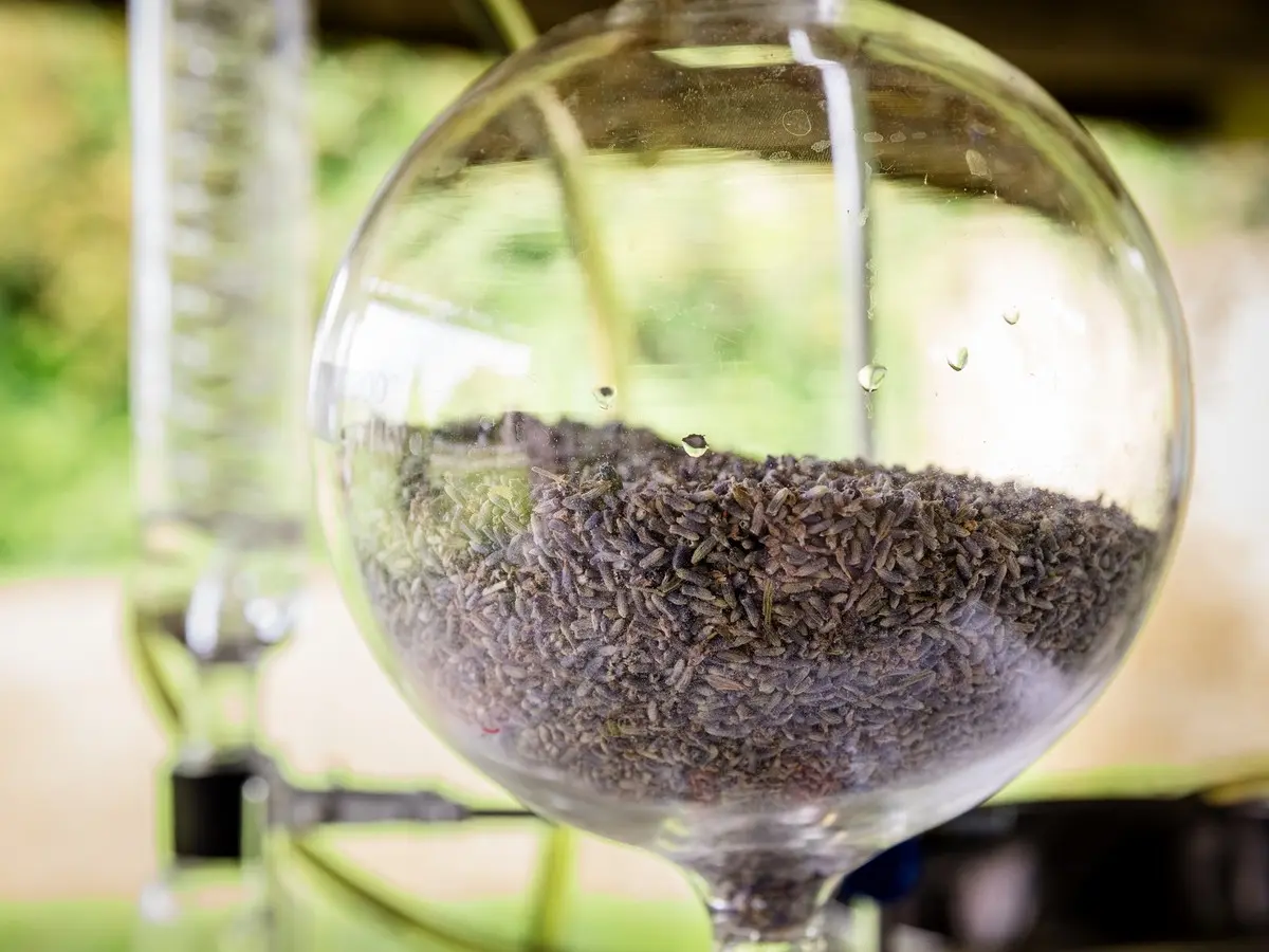 En Coulisse, Visite Besplas, Parfums Et Savoir-Faire De La Lavande