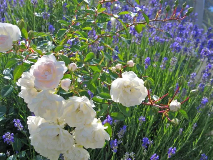 Le mois de mars conditionne l'avenir de votre jardin