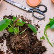 En mars, on bouture et on rempote !