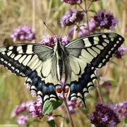 En'quête d'insectes !