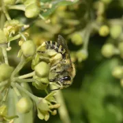 En quête des insectes pollinisateurs !