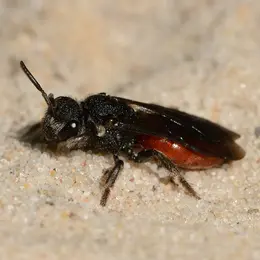 En quête des insectes pollinisateurs !