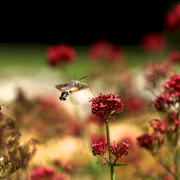 Enigme à la grotte de Villars : A la recherche d'Ayla la chamane