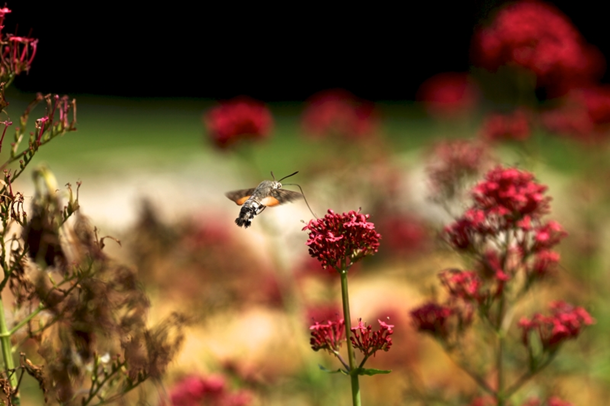 Enigme à la grotte de Villars : A la recherche d'Ayla la chamane