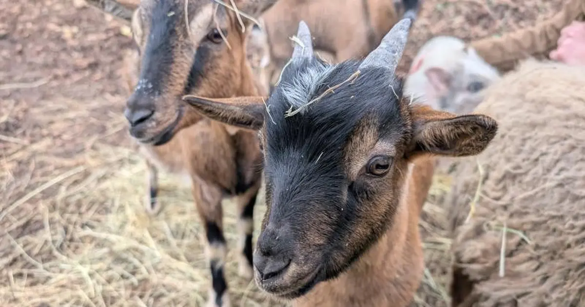 Enquête à la Mimi ferme