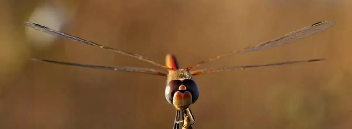 Entre deux mondes : la vie des libellules - Dimanche Nature