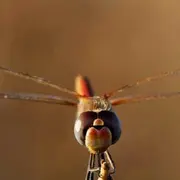 Entre deux mondes : la vie des libellules - Dimanche Nature