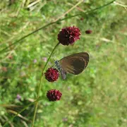 Entre plantes, oiseaux & papillons