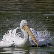 Entrée 1 jour au Parc Des Oiseaux