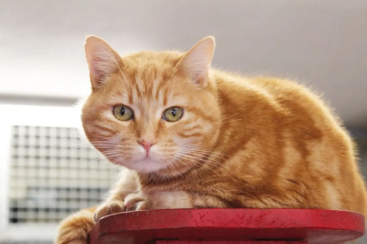 N'oubliez jamais qu'un animal a besoin d'attention tous les jours