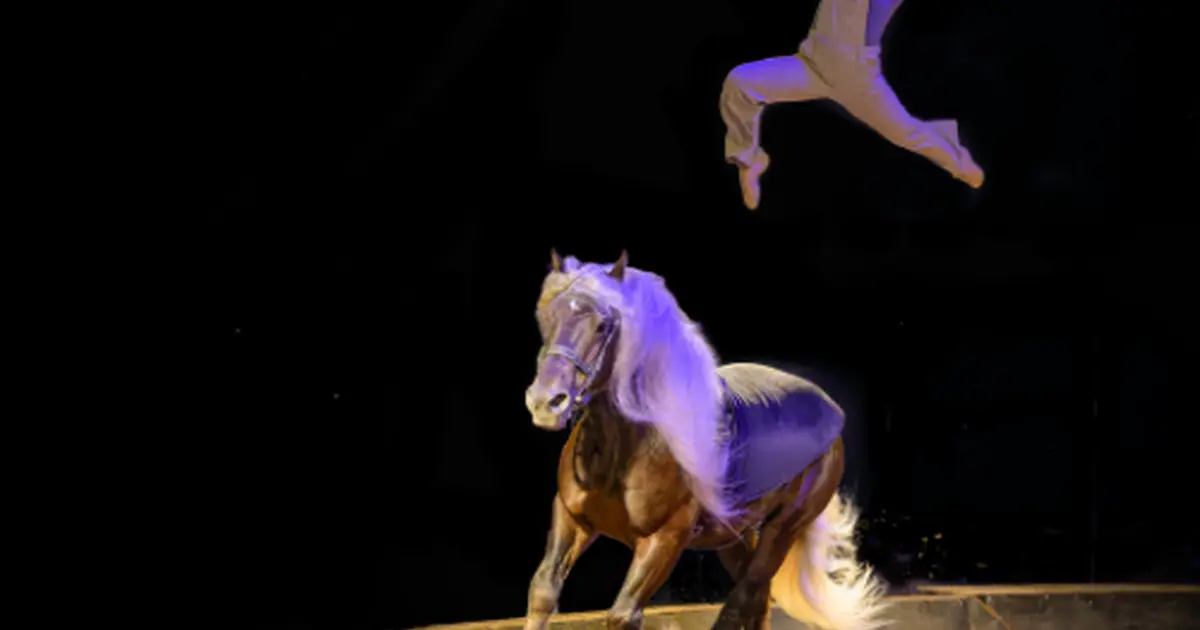 Épinal bouge l'été - Spectacle de carton et de coeur
