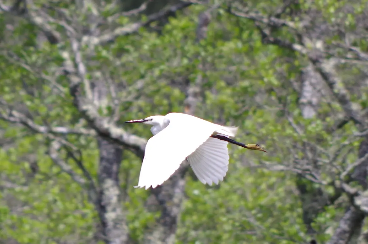 Eposition Les oiseaux de nos zones humides