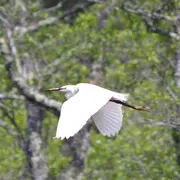 Eposition Les oiseaux de nos zones humides