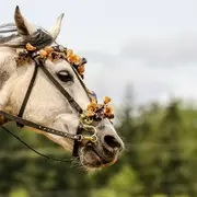 Épreuves Équi & Vélo