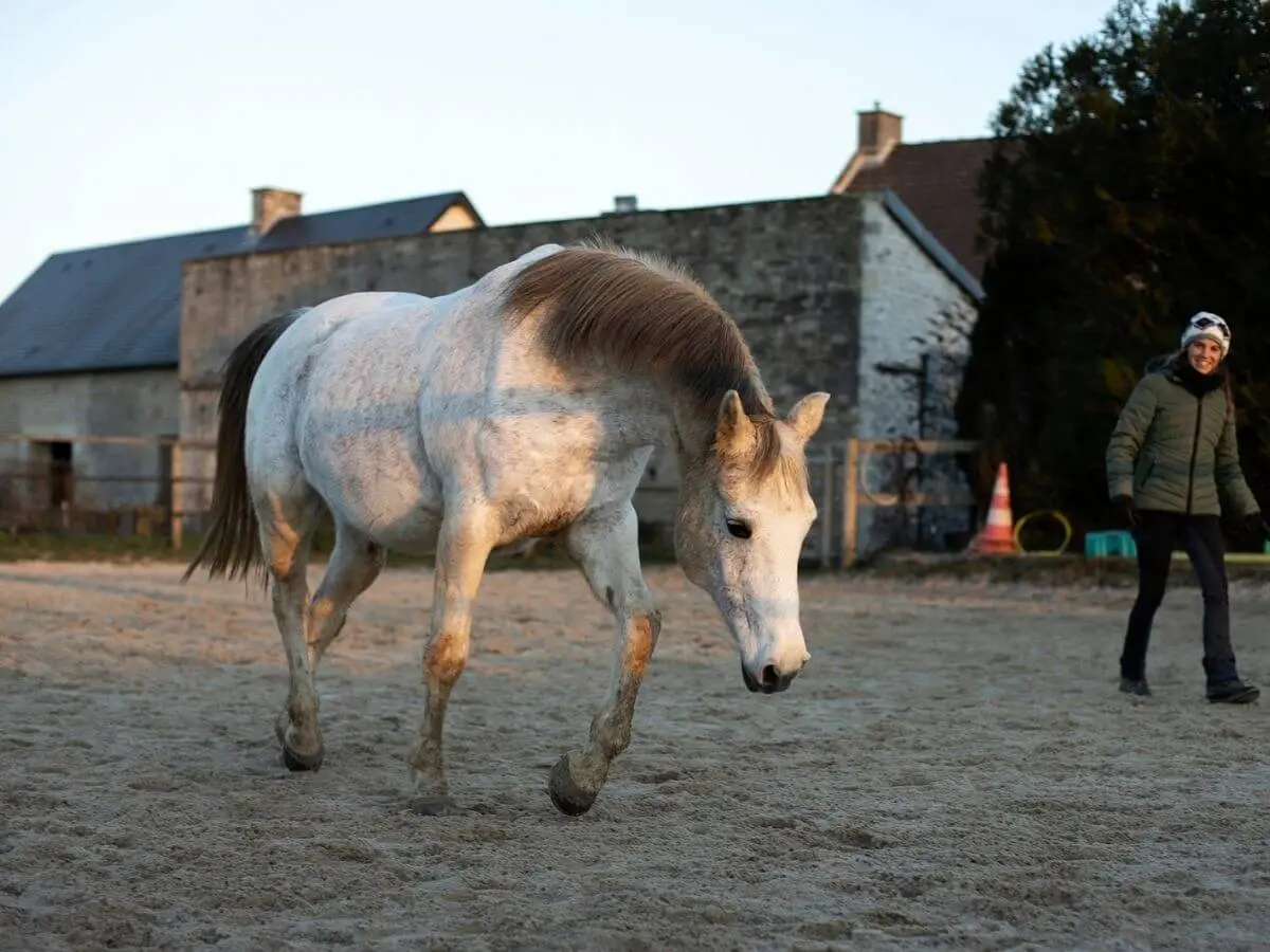 Equidays : A la découverte du cheval à travers le travail à pied