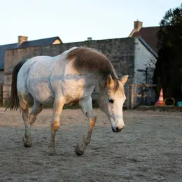 Equidays : A la découverte du cheval à travers le travail à pied