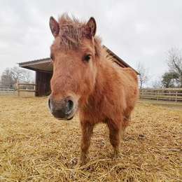 [Équidays] Initiation et découverte des soins aux poneys