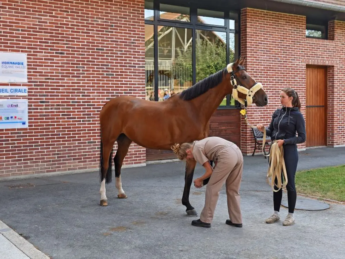 [Équidays] Visite de Normandie Equine Vallée