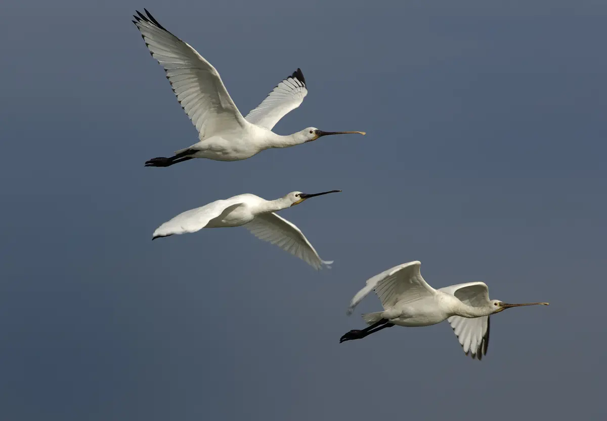 Escale avec les oiseaux migrateurs