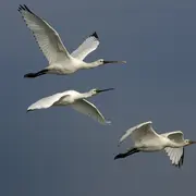 Escale avec les oiseaux migrateurs