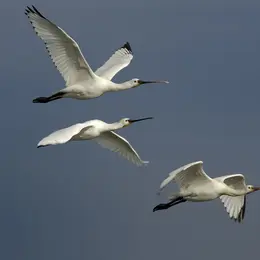 Escale avec les oiseaux migrateurs