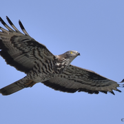 Escales ailées sur les îles - Nouveauté 2026