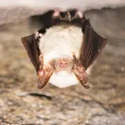 Escapade Ailée : Tout Savoir Sur Les Chauves-Souris Héraultaises