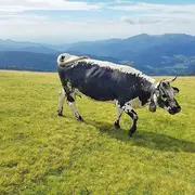 Escapade au Markstein... à gyropode !