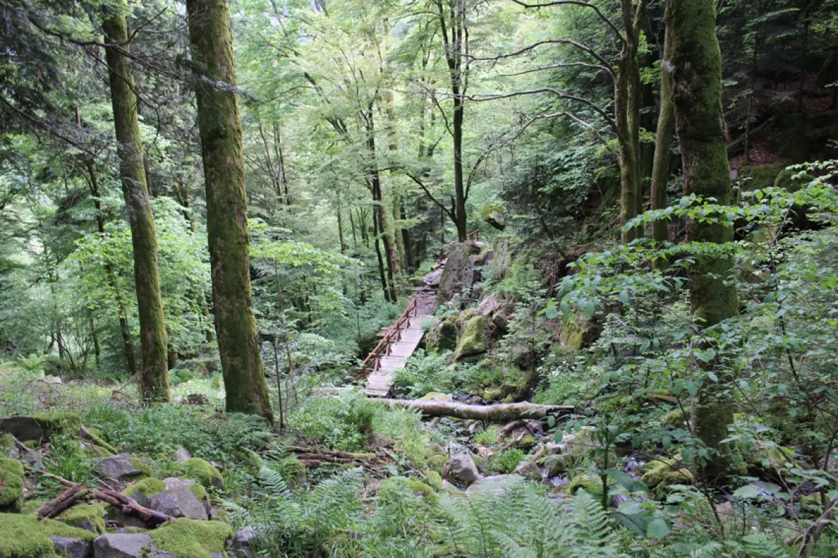 Une passerelle dans la forêt