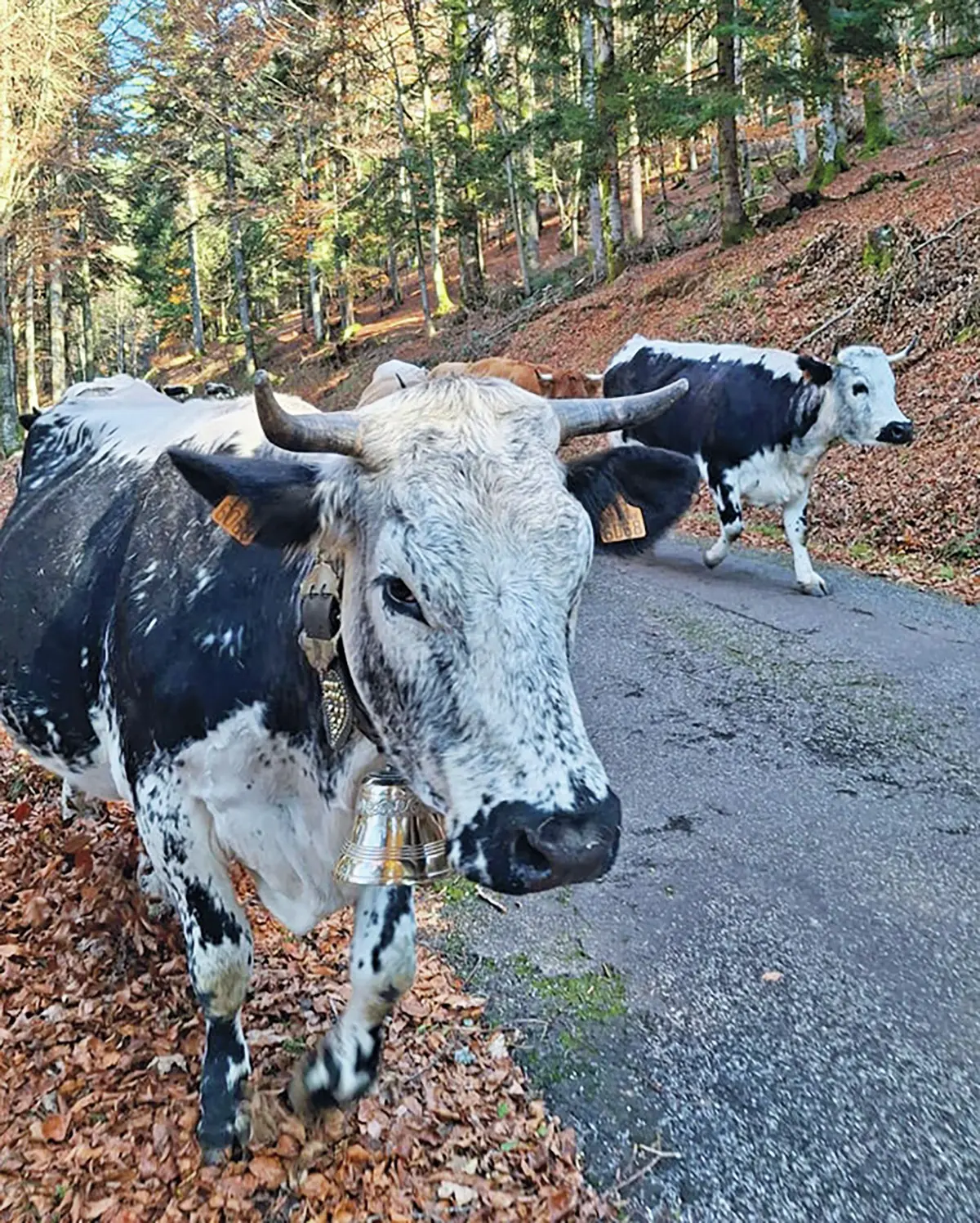 Escapade gourmande : 3 fermes-auberges dans les Vosges
