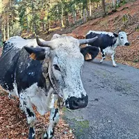 Escapade gourmande : 3 fermes-auberges dans les Vosges DR