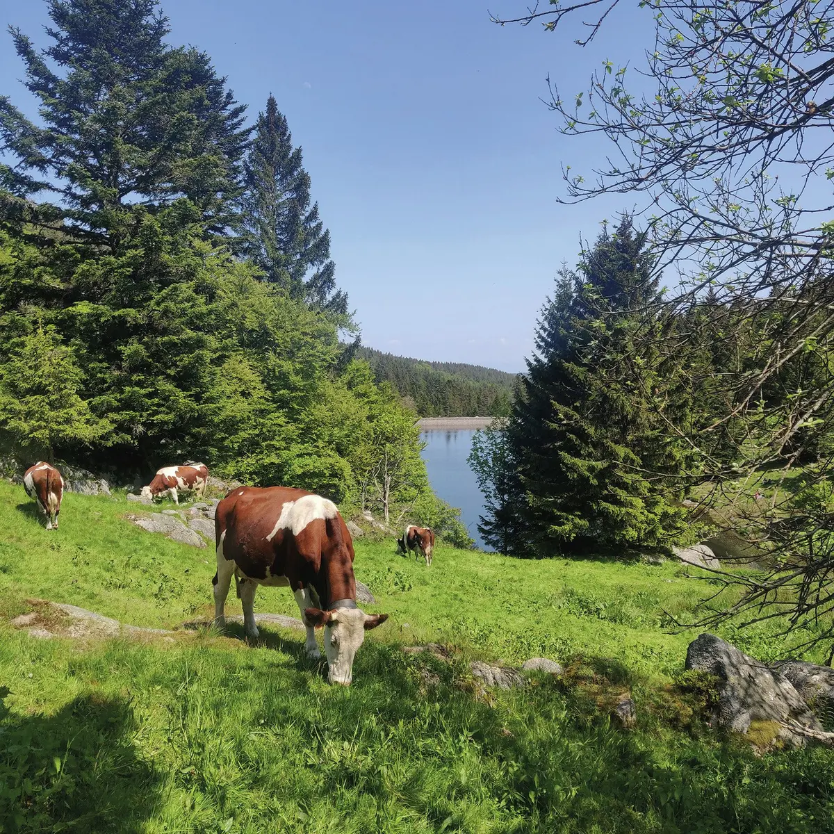 Escapade vosgienne : La rando des Trois Lacs