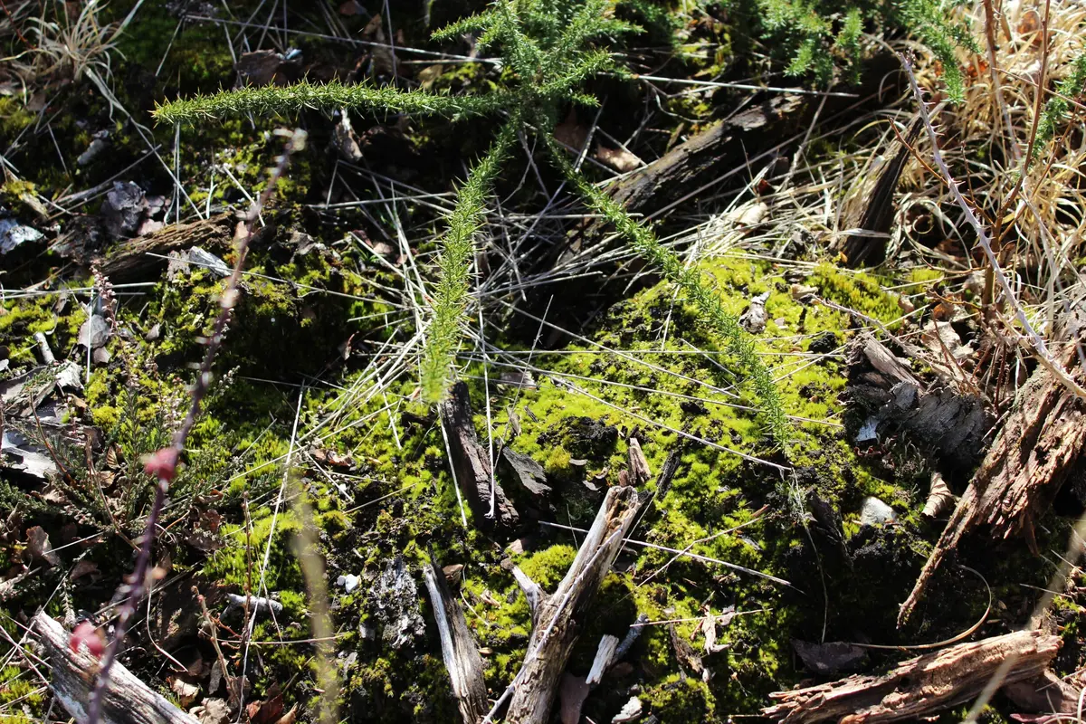 Escapades Nature : Les plantes carnivores