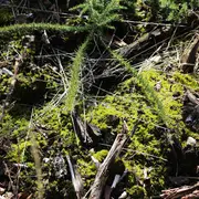 Escapades Nature : Les plantes carnivores