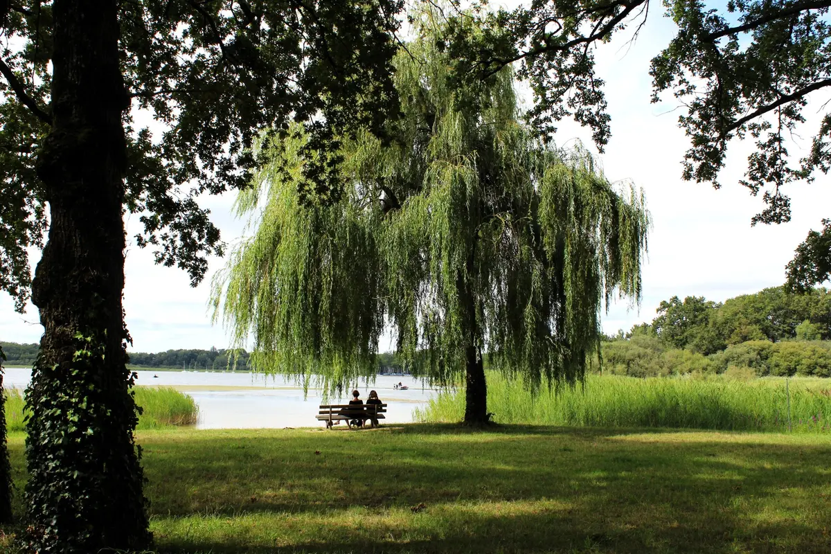 Escapades nature : Richesses naturelles de l’étang