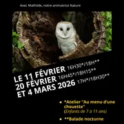 Escapades nocturnes dans l'univers des chouettes