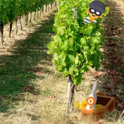Escape game dans les vignes | Château du Haut Pezaud