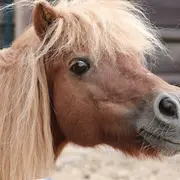 Escape Game Equestre