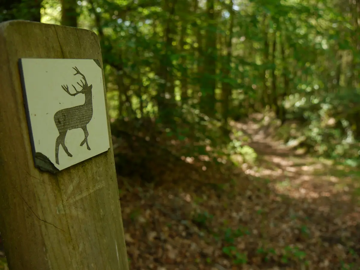 Escape Game Nature : le mystère du grand cerf