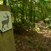 Escape Game Nature : le mystère du grand cerf