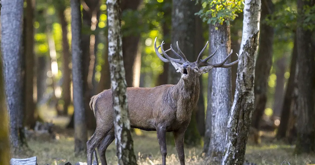 L'impressionnant brame du cerf