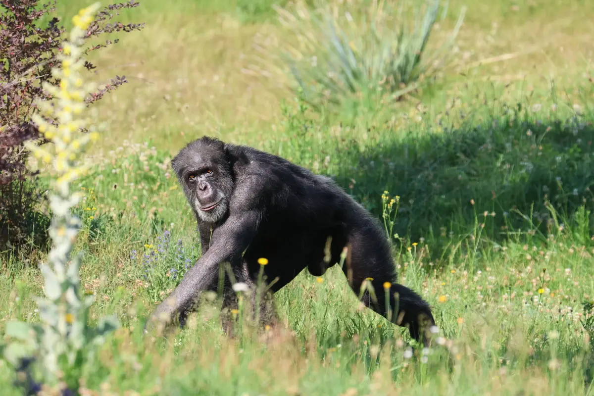 Espace zoologique de Saint-Martin-la-Plaine