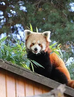 Espace zoologique de Saint-Martin-la-Plaine