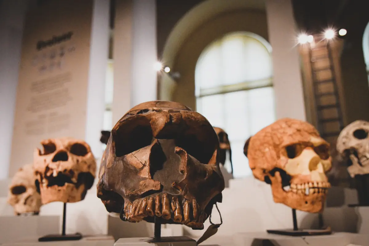 Espèces d’Hominines ! Initiation à la paléoanthropologie